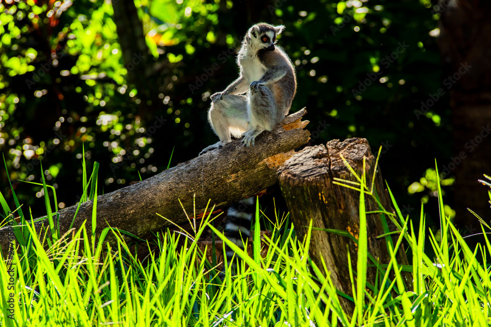 Lemur Lemur