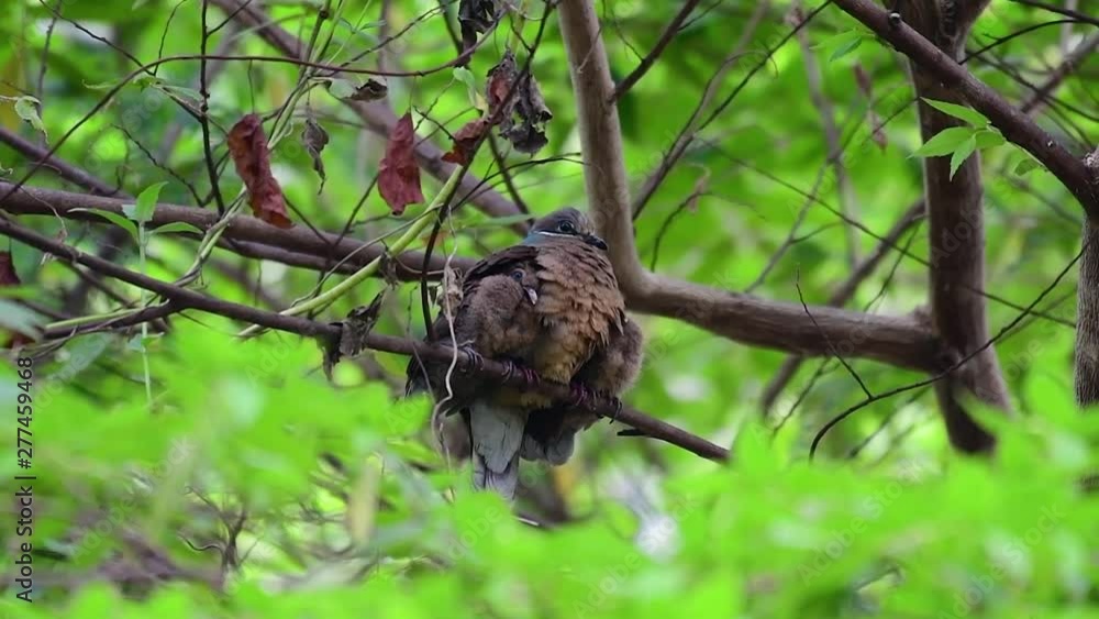 This Short-billed Brown-dove with its fledglings is an endemic bird found in the Philippines and particularly in Mindanao where it is considered to be common. This Short-billed Brown-dove with its fledglings is an endemic bird found in the Philippines and particularly in Mindanao where it is considered to be common.