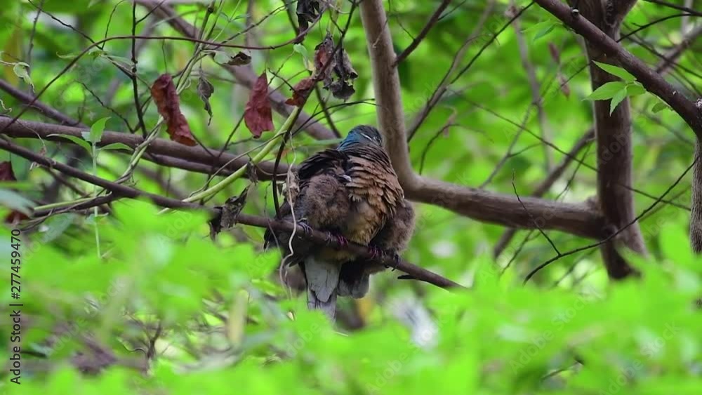 This Short-billed Brown-dove with its fledglings is an endemic bird found in the Philippines and particularly in Mindanao where it is considered to be common. This Short-billed Brown-dove with its fledglings is an endemic bird found in the Philippines and particularly in Mindanao where it is considered to be common.