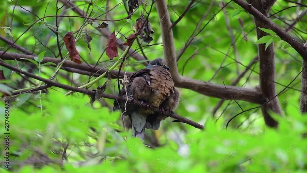 This Short-billed Brown-dove with its fledglings is an endemic bird found in the Philippines and particularly in Mindanao where it is considered to be common. This Short-billed Brown-dove with its fledglings is an endemic bird found in the Philippines and particularly in Mindanao where it is considered to be common.