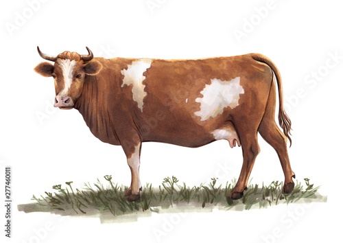 sketch of cow drawn by hand. livestock. cattle. animal grazing
