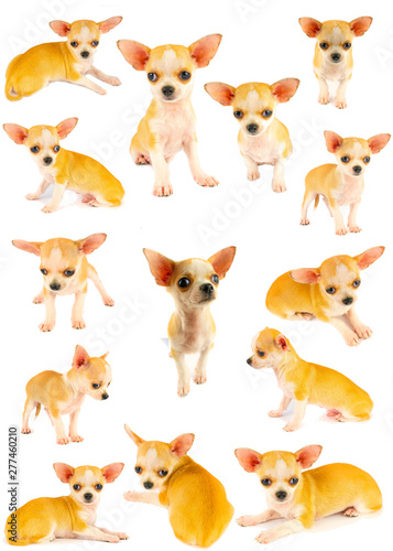 Chihuahua puppy dog small collection set isolated on white background © Андрей Трубицын
