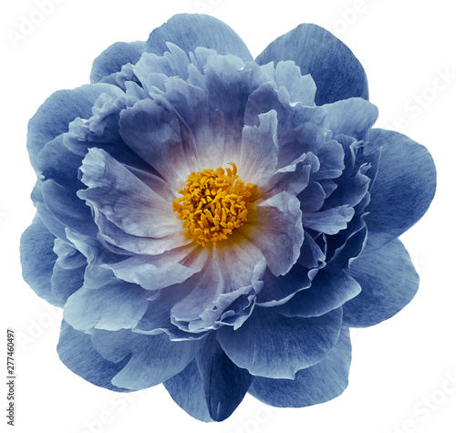 Fototapeta Naklejka Na Ścianę i Meble -  blue peony flower isolated on  a white  background with clipping path  no shadows. Closeup.  Nature.