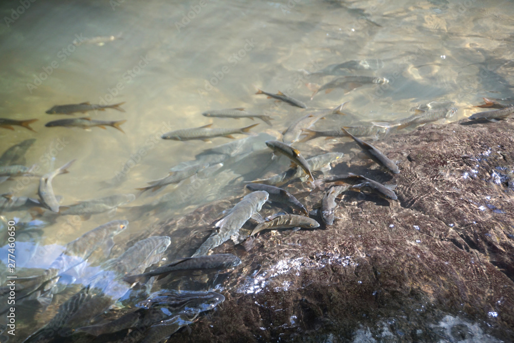 Fototapeta premium Natural Mahseer barb fish in the water at Pa La-U Waterfall in Prachuap Khiri Khan province