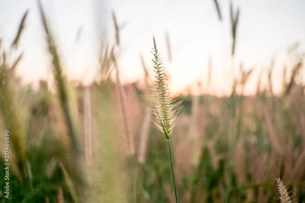 Mission Grass,Feather Pennisetum,Thin Napier Grass or Poaceae Grass Flowers on sunset light and orange clouds background. Mission Grass,Feather Pennisetum,Thin Napier Grass or Poaceae Grass Flowers on sunset light and orange clouds background.