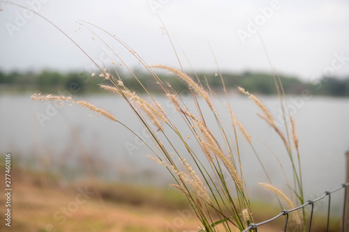 Feather Pennisetum  Mission Grass   Sky and water.