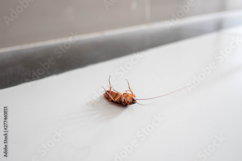 Big cockroach dead on the floor.