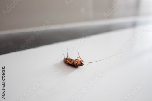 Big cockroach dead on the floor.