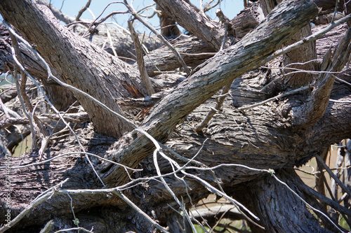 Dead fallen tree with trunk and branches piled up
