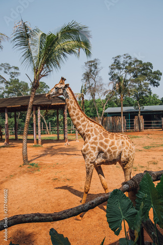 giraffe walking in the zoo in the city of Haikou Hainan island 