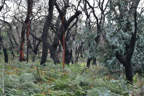 Regenerated Forest Understory After Fire, Victoria, Australia
