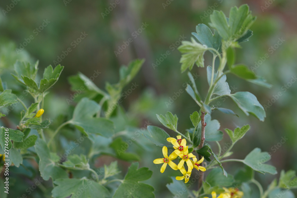 Bush golden currant color of yellow flowers in early spring. Close-up, macro. Bush golden currant color of yellow flowers in early spring. Close-up, macro.