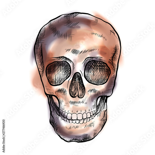 Drawing of a human skull with hatching and watercolor color strokes. Front view. Mystical drawing. Vector element for medical articles, holiday invitations and your design.