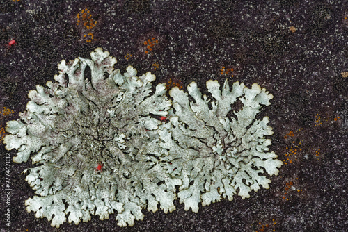 background of macro view silver grey foliose lichen with red spider mites on dark soft focus paving photo