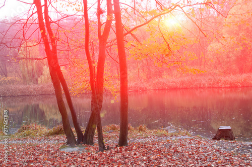 Autumn trees in the rays of the evening sun