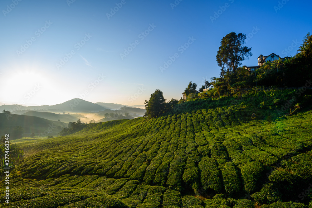 Beautiful view of tea plantation during sunrise in Cameron Highlands, Malaysia