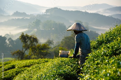 Worker collecting tea leafs at tea plantation during sunrise in Cameron Highlands, Malaysia photo