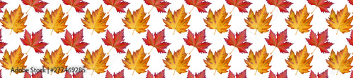 Panorama pattern sycamore brown autumn leaf on white background.