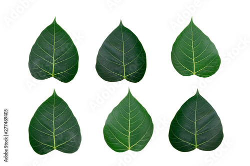 Set of Sacred fig  Bo  leave isolated on white background.