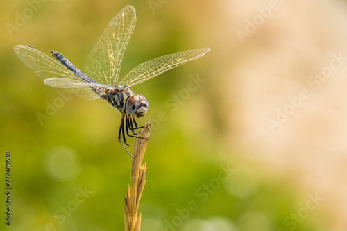 A Dragonfly Resting on a Plant with a Green Background behind It