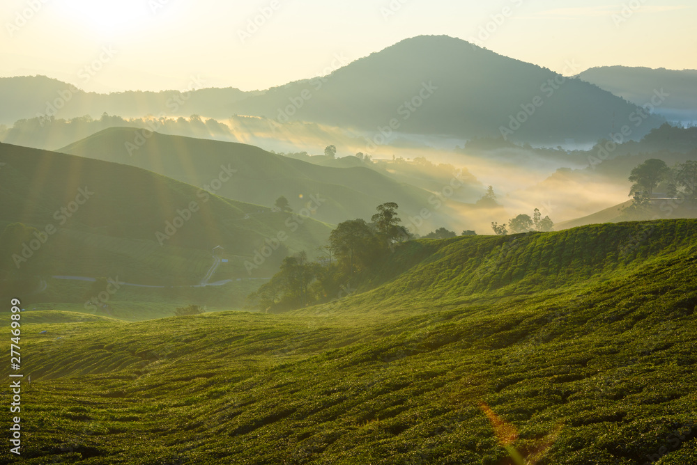 Obraz premium Beautiful view of tea plantation during sunrise in Cameron Highlands, Malaysia