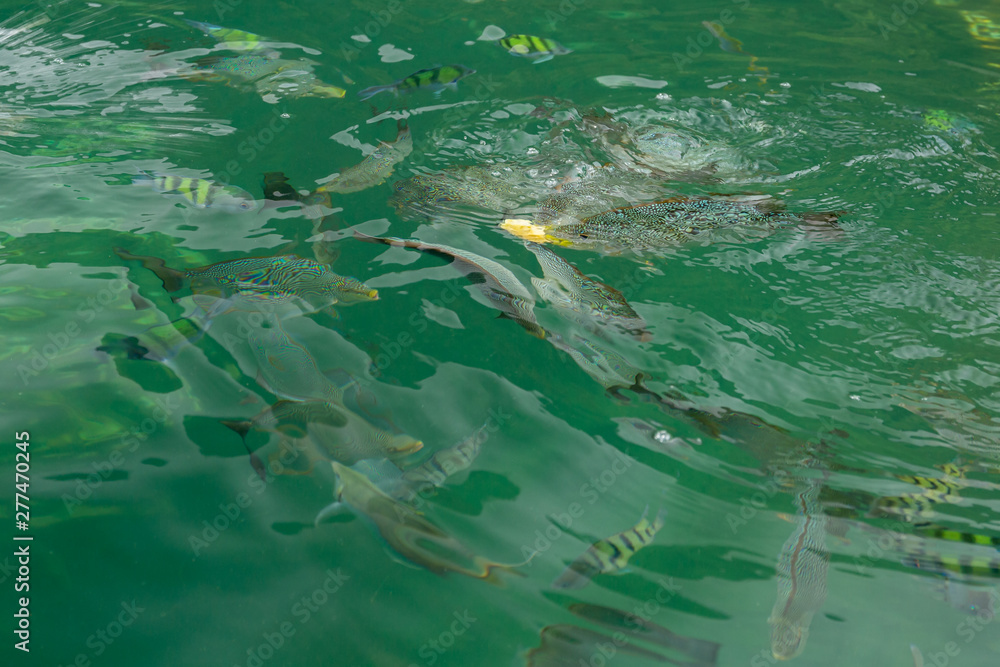 Group of fish eating food in the sea view on the boat.