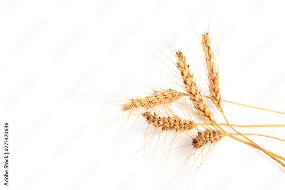 Wheat ears close up on white background . Wheat ears close up on white background .