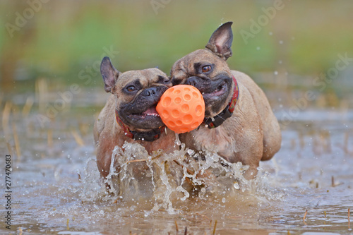 Photography Two brown French Bulldog dogs playing fetch in a big puddle, carrying a dog toy