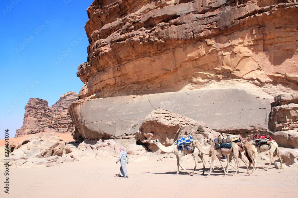 Caravan of camels in Wadi Rum desert, Jordan Caravan of camels in Wadi Rum desert, Jordan