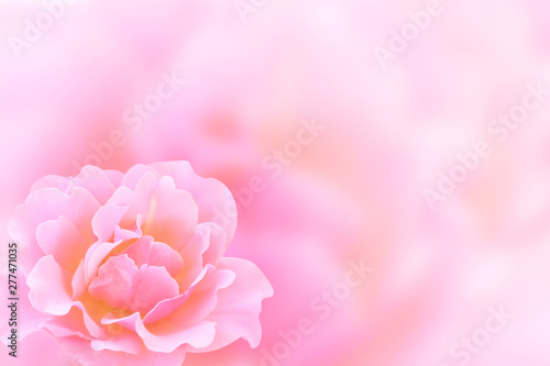 Banner with pink rose