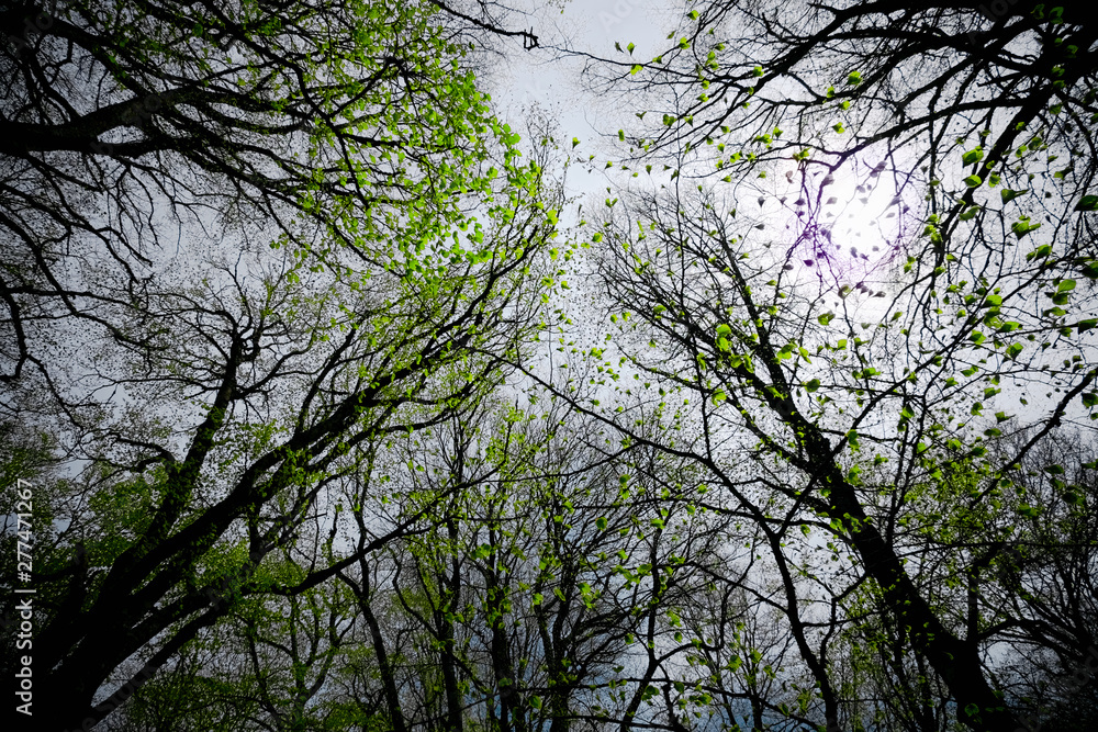 Backlit Foliage In Spring Beechwood