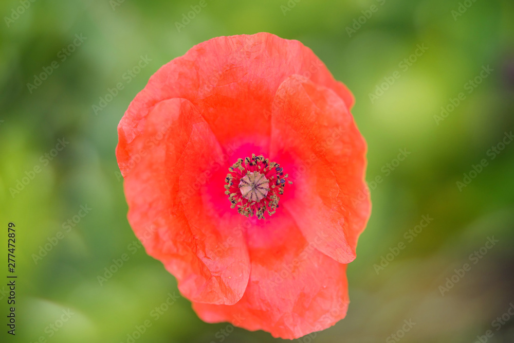 poppy in bloom in close-up