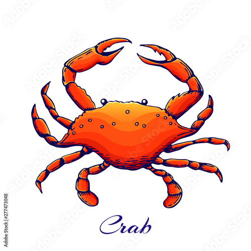 blue crab vector.red sea animal with claws. engraved colored vector crab in vintage style. outline illustration, hand drawn boiled crab. Hand drawn colored seafood illustration. seafood design element