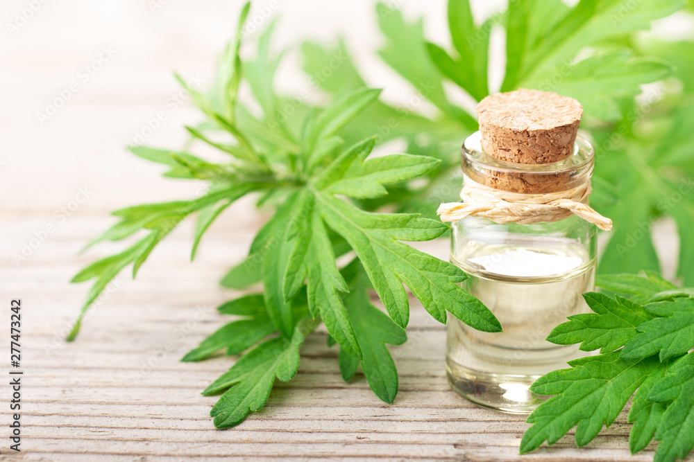 Mugwort essential oil with fresh leaves on the wooden board Mugwort essential oil with fresh leaves on the wooden board