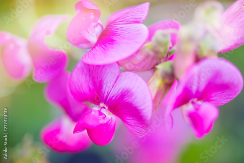 magnifique fleur de pois de santeur en gros plan