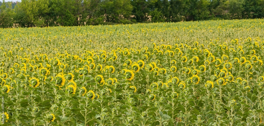 Obraz premium ein Sonnenblumenfeld mit den Köpfen zur Sonne