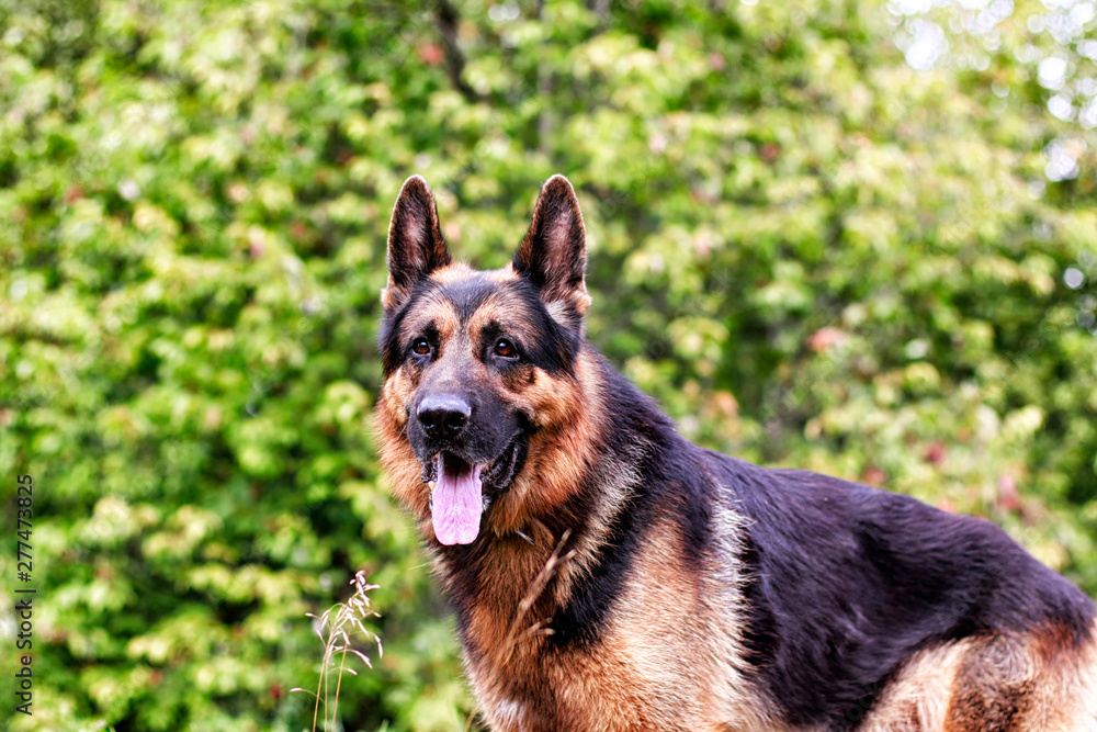 Dog German Shepherd in a forest in a summer Dog German Shepherd in a forest in a summer