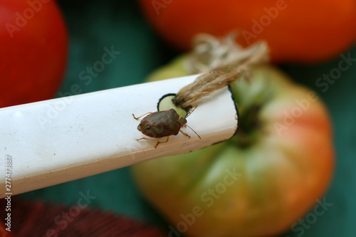 Bug. Beetle. Sunn pest. Insect. Eurygaster integriceps. Pest of cereal crops. photo