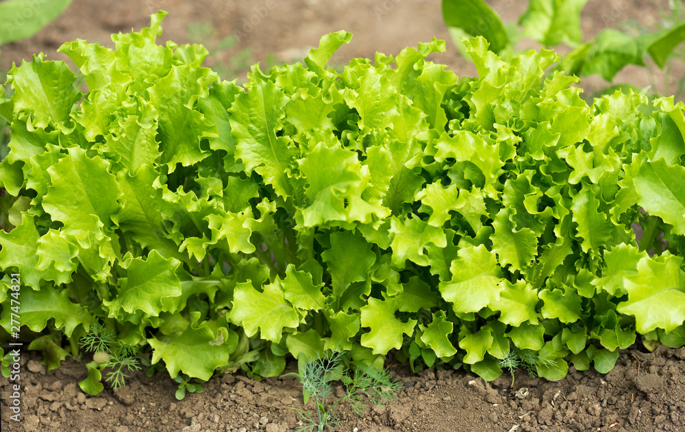 Fresh green lettuce Fresh green lettuce