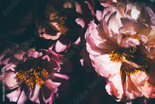 Obraz Piwonia z kropli wody na czarnym tle. Różowy kwiat z kropli wody. Rosa na piwonii, makro, zbliżenie.