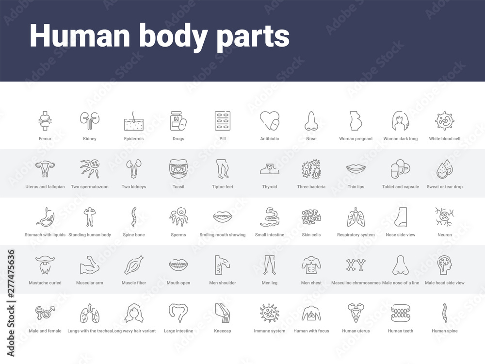 50 human body parts set icons such as human spine, human teeth, uterus ...