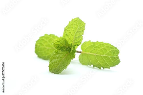 mint leaves on white background
