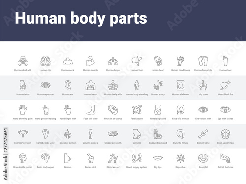 50 human body parts set icons such as ball of the knee, basophil, big cellule, big lips, blood supply system, blood vessel, bones joint, bosom, brain body organ. simple modern vector icons can be