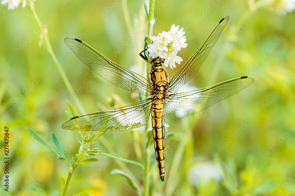 A yellow dragonfly, Orthetrum cancellatum male, also known as black-tailed skimmer, eating on a flower under the warm spring sun A yellow dragonfly, Orthetrum cancellatum male, also known as black-tailed skimmer, eating on a flower under the warm spring sun