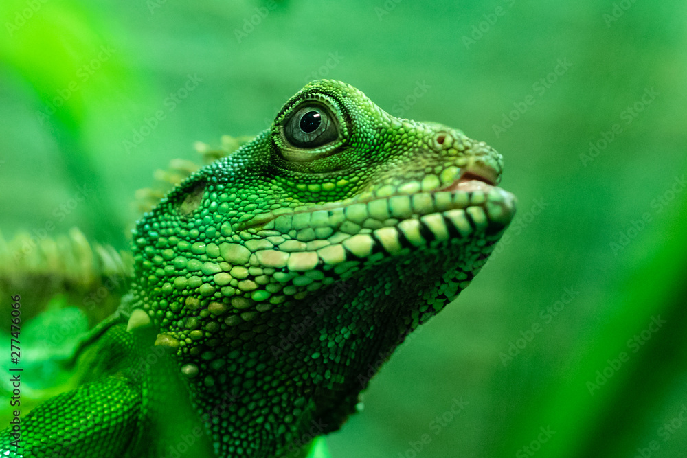 Gecko Gecko
