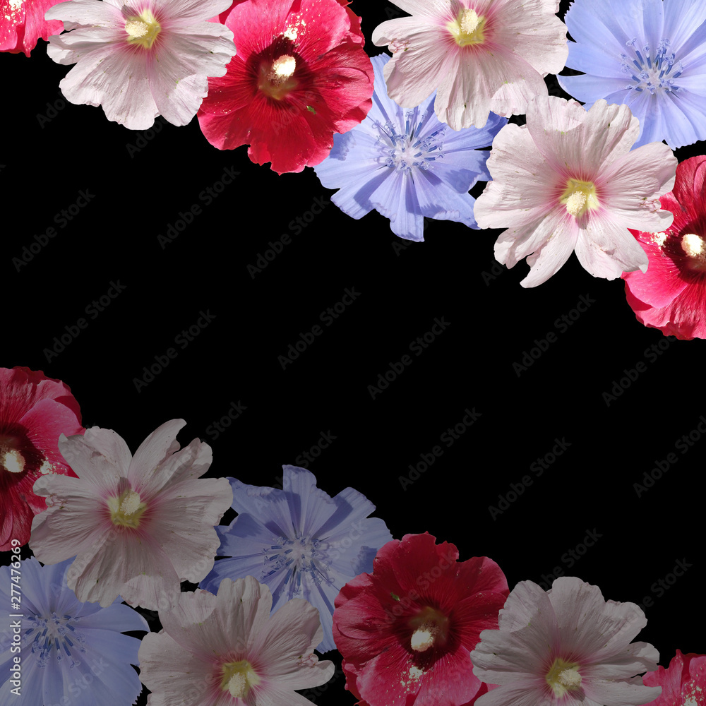 Beautiful floral background of chicory and mallow. Isolated