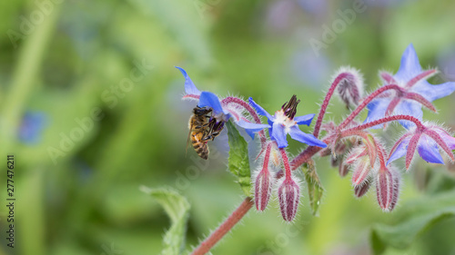 Bi looking nectar on a borage