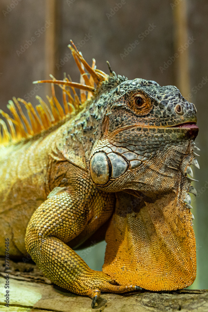 Fototapeta premium Leguan