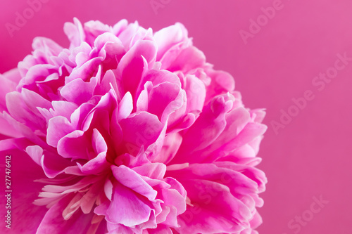 Large pink peony on a pink background. Stylistic summer background image. Minimalism, space for text, bright colors. For women. Valentine's Day, declaration of love.