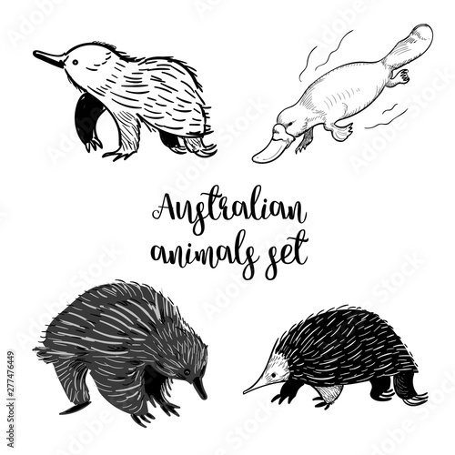 Animals of Australia set of sketshes. Echidna, platipus doodle isolated on white background. Vintage. Vector. Black and white